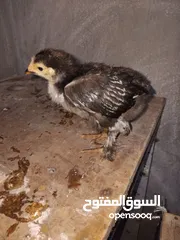  1 صيصان بندوق براهمي