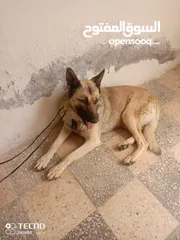  1 للبيع اربد سما روسان تواصل خاص