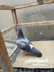  3 فحل حفيد للساكان والنيو كتل مباشر