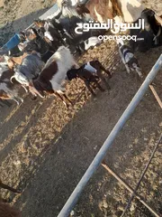  1 عنزه سن حبات صلاه النبي وراها توم جديان