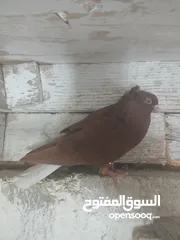  5 طواير مخليف للبيع