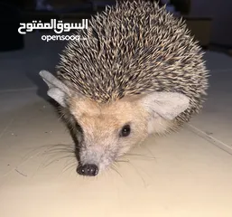  1 قنفذ أفريقي قزم للبيع
