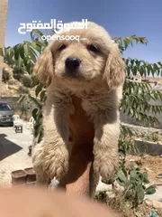  22 جولدن ريتريفر بريطاني آصلي  Golden retriever pure اعلى مستوى في الشرق الاوسط