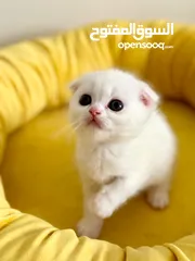  18 Pure White Scottish Fold kitten