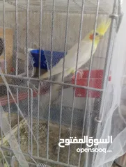  1 جوز كوكتيل مع المطير تحتي بيض