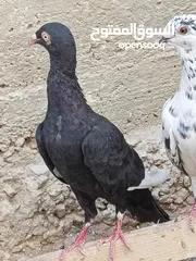  17 كوم حمام حوالي من 35 إلى 40 طير  للبيع