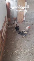  5 الديوك والدجاج للبيع