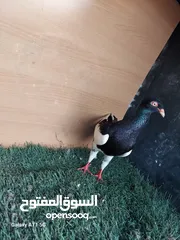  14 مسود اسود +طيرة يهودية سودة بسعر حرق