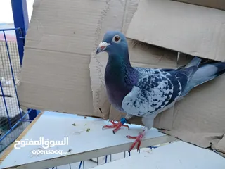  4 حمام بلدي وانواع اخره   بحاله ممتازة شغالات 14جوز وهاي بعض الصور