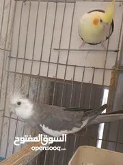  1 متاح في السلط