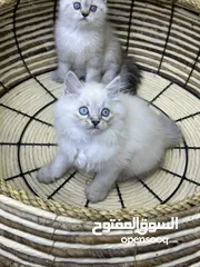  8 هملايا  اكثر من لون ( شاهد الوصف )  (الي مهتم يرن )