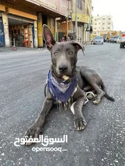  3 كلب ملينو عمر 5شهور للبدل عل كلب  بوبي