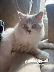  2 قطط بيتيه للبيع