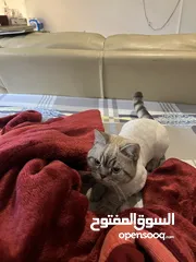  23 قطتان جميلتان تبحثان عن بيت دافئ  Two lovely cats looking for a loving home