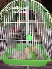  1 Birds cocktail for sale