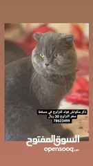  3 iلجميع خدمات العنايه بالقطط Cat Care