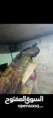  2 طاوس هندي للبيع