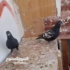  4 حمام للبيع