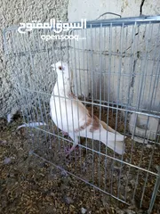  2 حمام للبيع