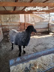  5 فحل صقري صلاة النبي  ثني