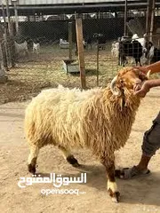  1 لحام متنقل موجود في اربد