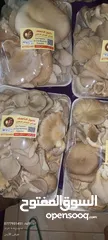  23 فطر محاري بلدي