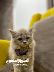  3 قطط سكوتش ستريت للبيع ( الوصف مهم )