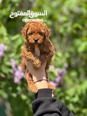  12 korean toy poodle T_cup now in Jordan كورين توي بودل تيكب