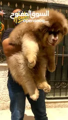  27 Pomeranian   Samoyed    Giant Malamute