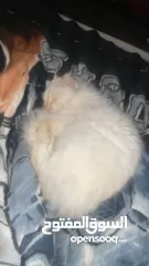  13 شيرازي للبيع عمرها سنة وشوي سعرها 600(قابل للتفاوض المعقول) اجتماعية وبترد عصحابها ومتعودة عالحمام