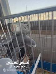  4 حب لاسونغ /روز البيع كوم