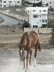  2 فرس انجليزيه فل مسجله في نادي السباق للخيول