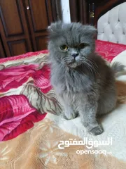 13 قطه سكوتش فولد لون سكني للبيع بسعر مغري جدا للتواصل  القطه اكتير الاليفه وهاديه