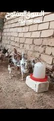  7 دجاج للبيع
