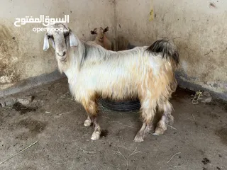  1 سخل عماني ( نظيف )