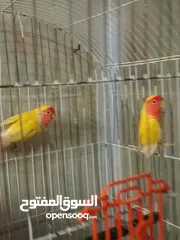  3 جوز روز لاتيني شغالين تانى عش