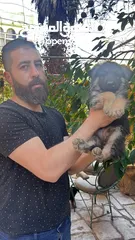  1 جراو جيرمن شيبرد
