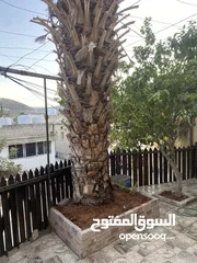  7 بيت تراثي للبيع او البدل في منطقة الرميمين / السلط