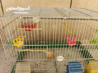  3 عصافير كناري للبيع