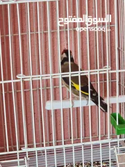  5 Goldfinch (hasoun) available  متوفر حسون سوري