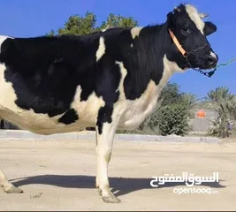  1 للبيع بقرة هولندي