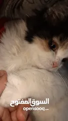  3 شيرازي للبيع انثى عمرها شهر