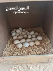  7 بيض نوادر الدواجن