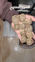  2 سلاحف صغير للبيع