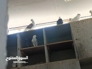  1 pigeons for sale