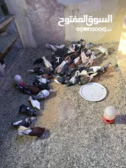  1 حمام للبيع