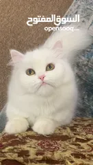  2 Persian Cat (Female Doll Face)