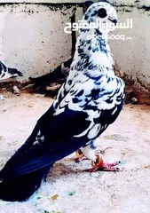  3 مطلوب حمام لبيع تعز