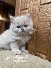  1 قطط بريتش للبيع