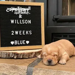  28 جولدن ريتريفر بريطاني آصلي  Golden retriever pure اعلى مستوى في الشرق الاوسط